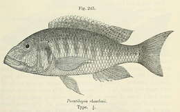 Image of Buccochromis