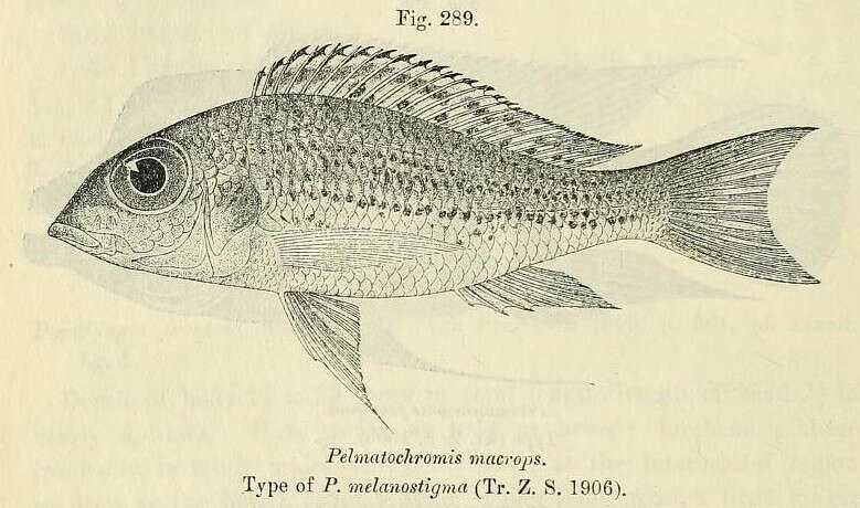 Image de Callochromis