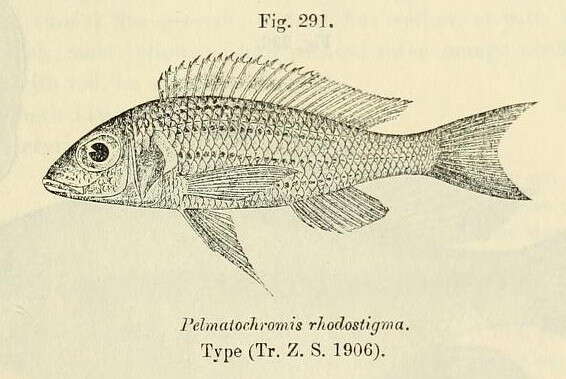 Image de Callochromis