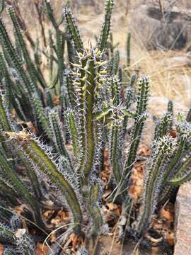 Image of Euphorbia griseola subsp. griseola