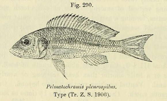 Image de Callochromis