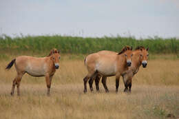 Image of Equus subgen. Equus Linnaeus 1758