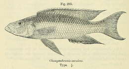 Image of Champsochromis