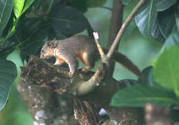 Слика од Callosciurus pygerythrus (I. Geoffroy Saint-Hilaire 1833)