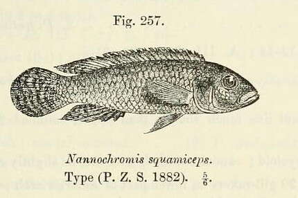 Image of Congochromis