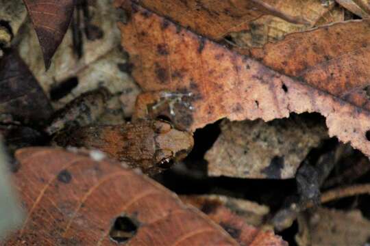 Image of Hasche's Frog