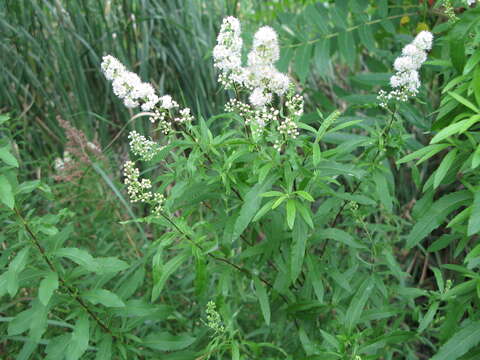 Imagem de Spiraea alba var. alba