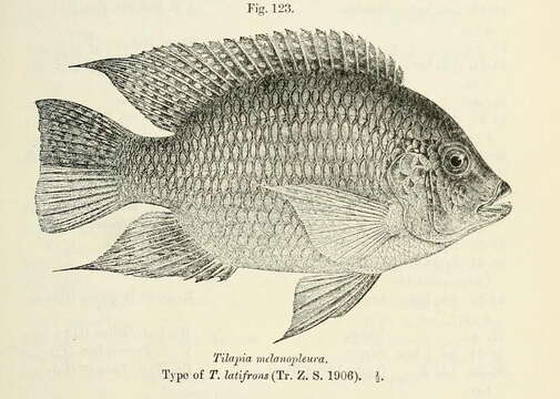 Image of Redbelly tilapia