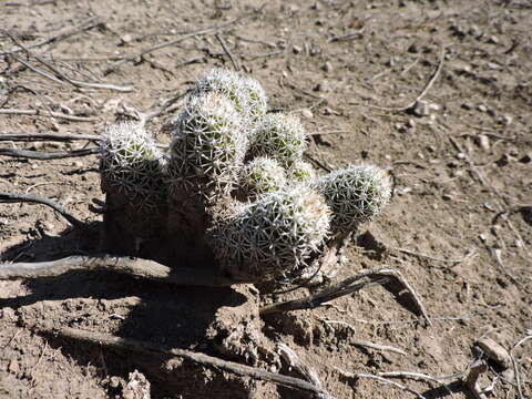 Image of Mammillaria sphacelata subsp. sphacelata