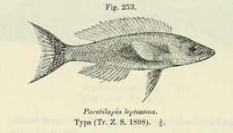 Image of Cyprichromis leptosoma (Boulenger 1898)