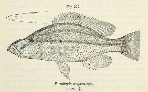 Image of Malawi Eyebiter