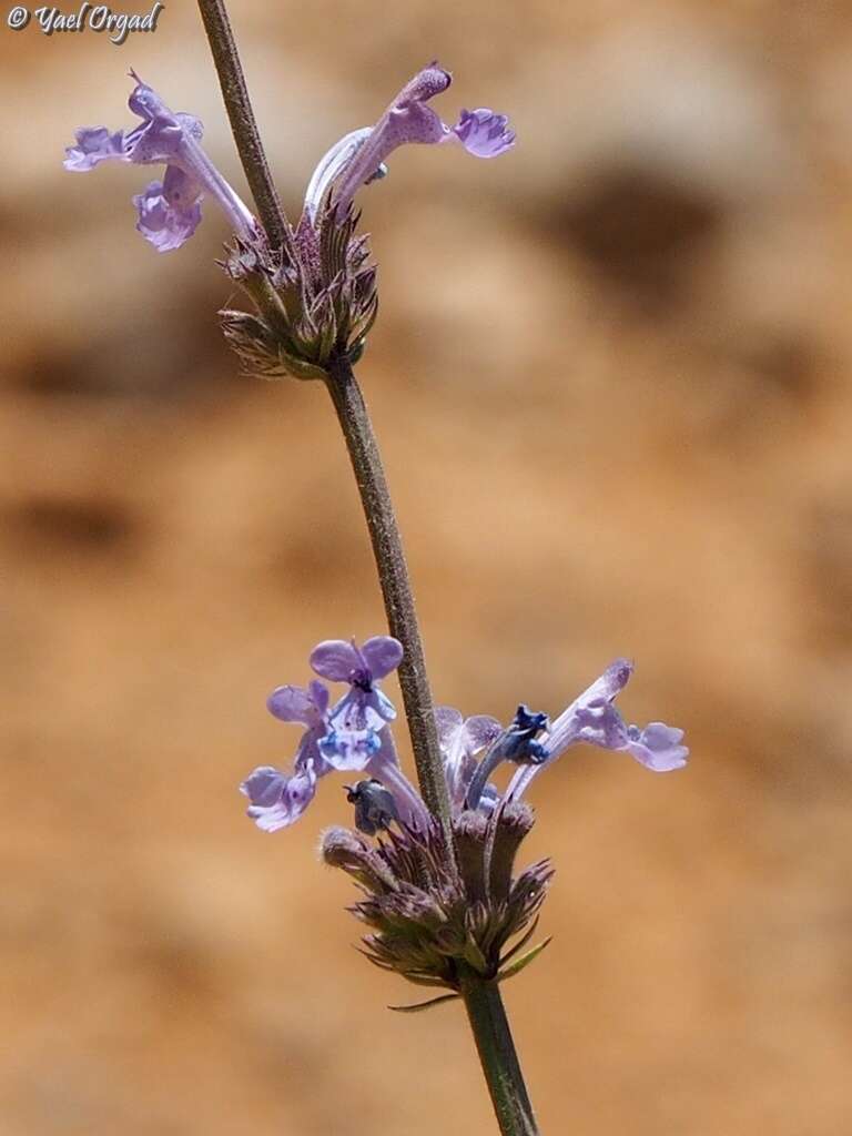 Image of Nepeta glomerata Montbret & Aucher ex Benth.