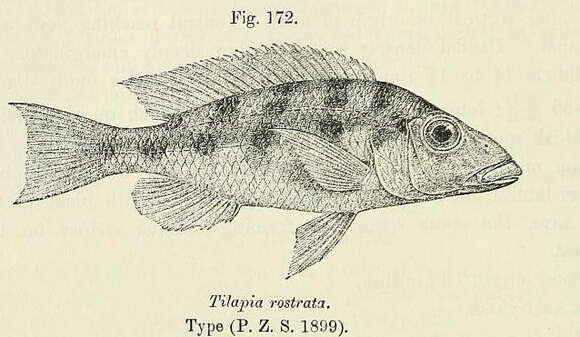 Image of Fossorochromis