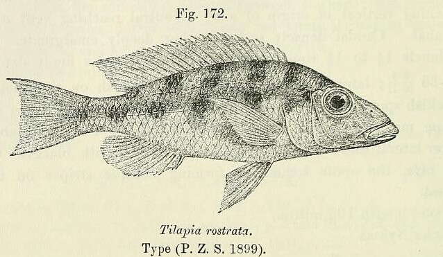 Image of Fossorochromis rostratus (Boulenger 1899)