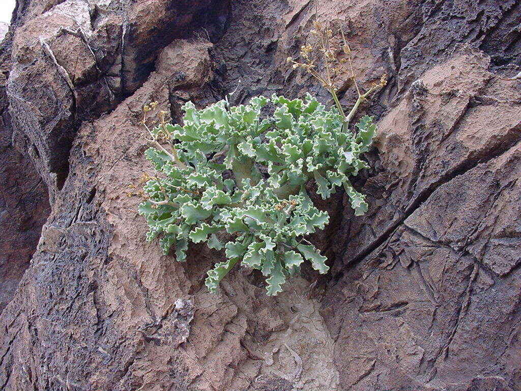 Image of Pelargonium klinghardtense Knuth