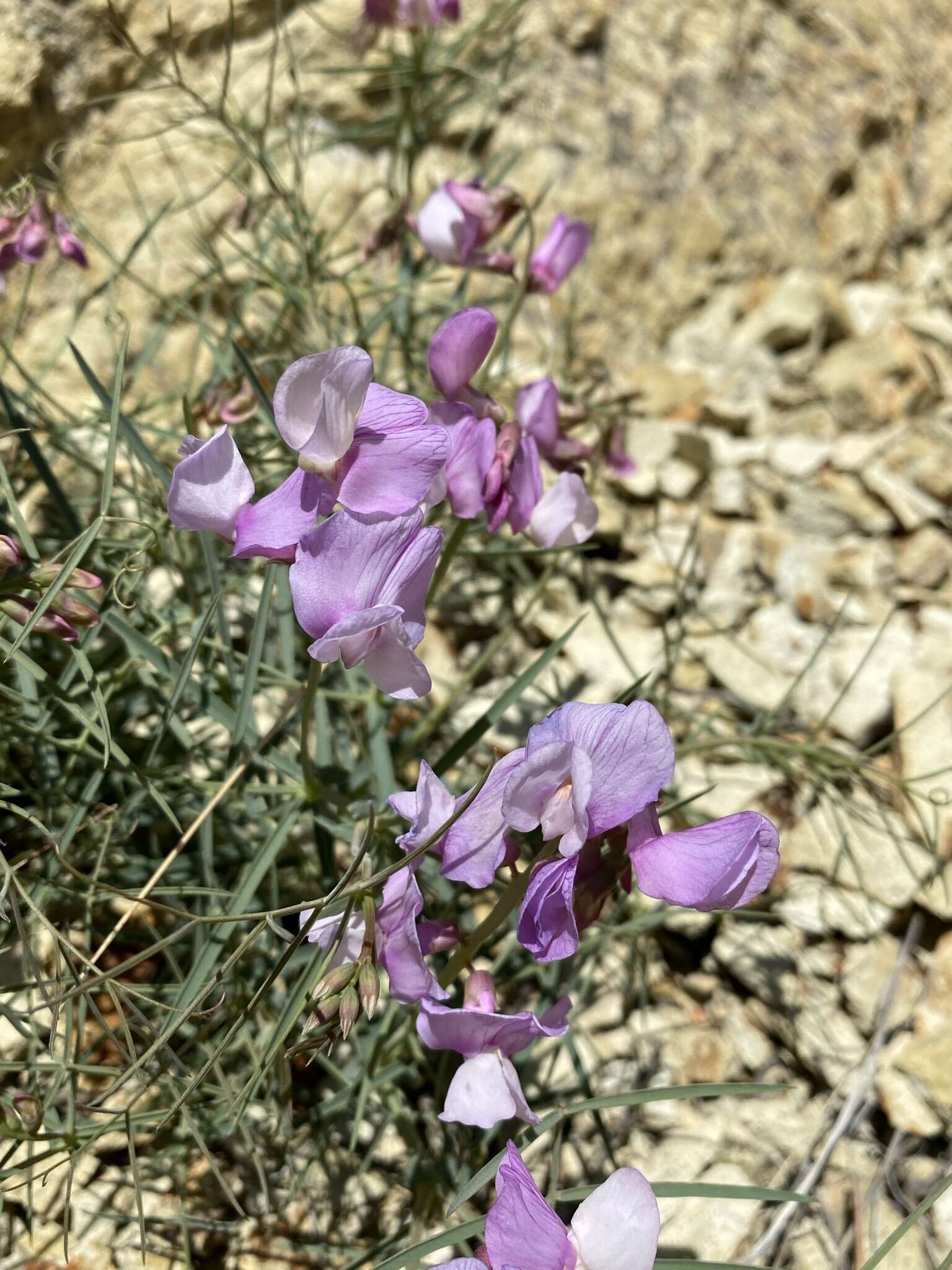 Sivun Lathyrus pauciflorus subsp. pauciflorus kuva