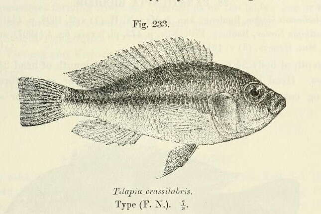 Image de Haplochromis