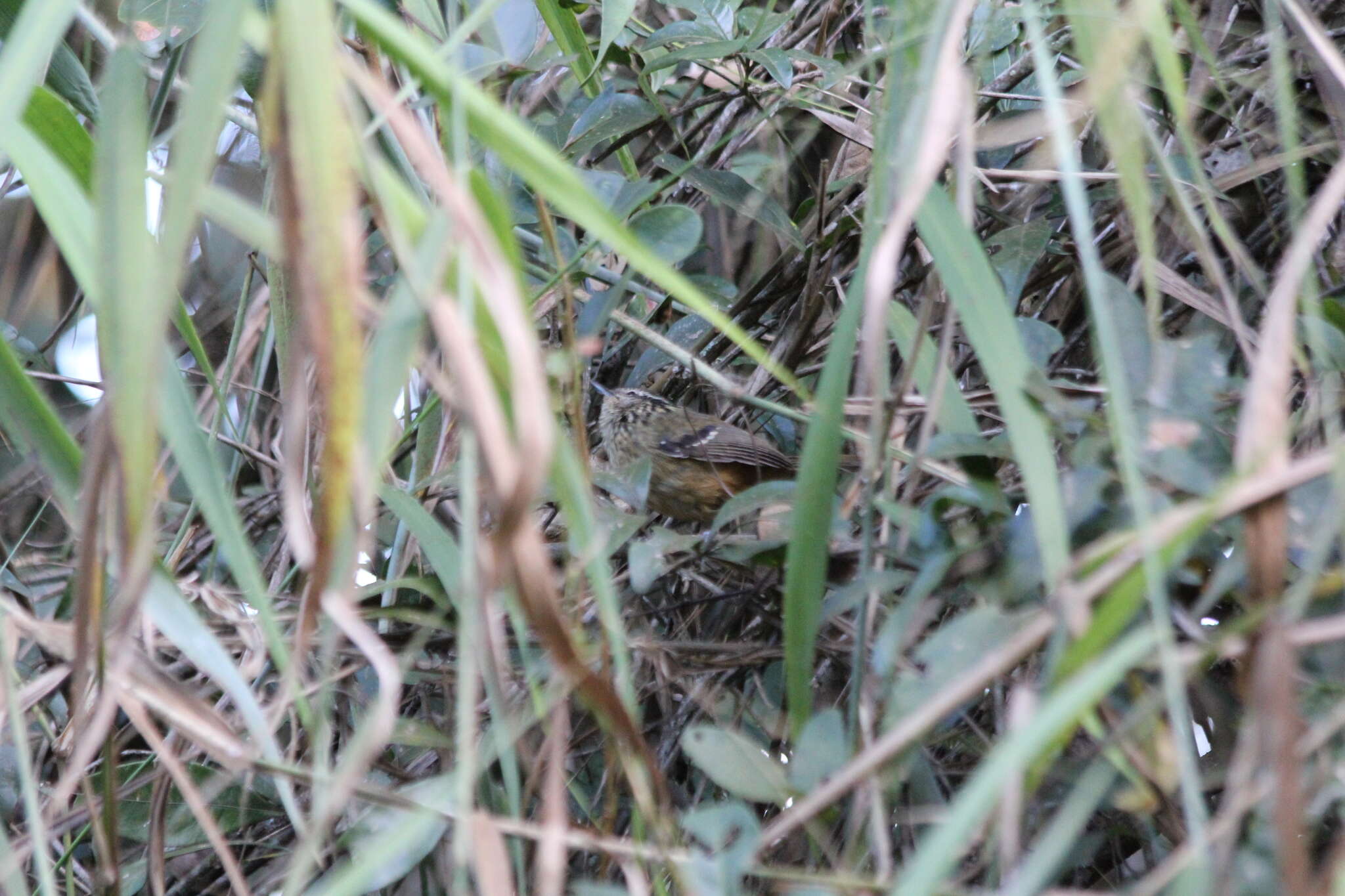 Image of Ochre-rumped Antbird