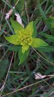 Plancia ëd Euphorbia verrucosa L.