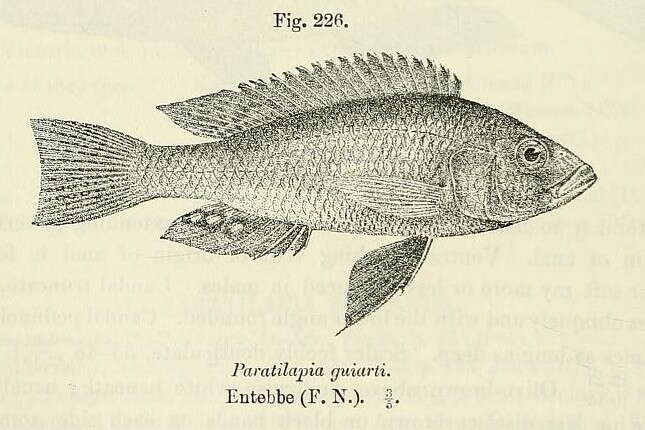 Image of Mouth-brooders