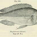 Plancia ëd Haplochromis ishmaeli Boulenger 1906