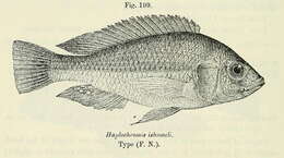 Image of Cichlid