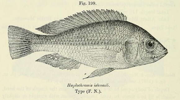 Image de Haplochromis ishmaeli Boulenger 1906