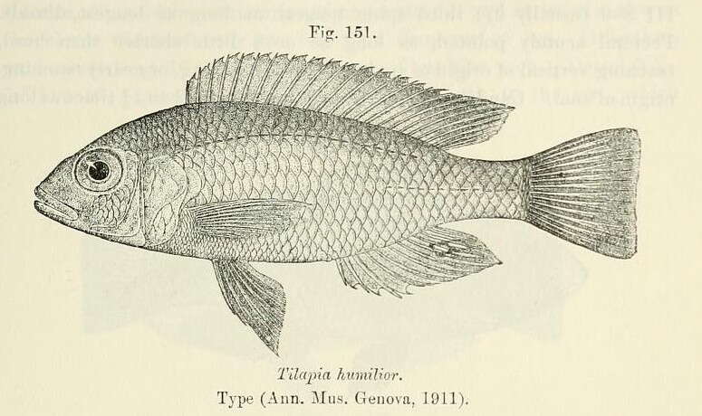 Image of Mouth-brooders