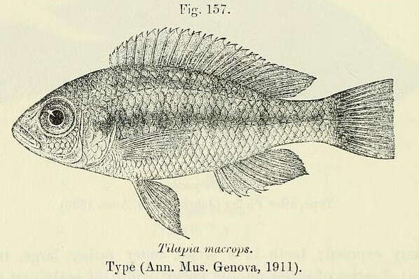 Image de Haplochromis