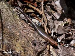 Image of Sumichrast's Skink