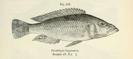 Image de Haplochromis