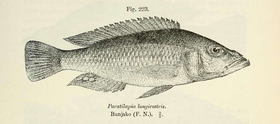 Image of Mouth-brooders