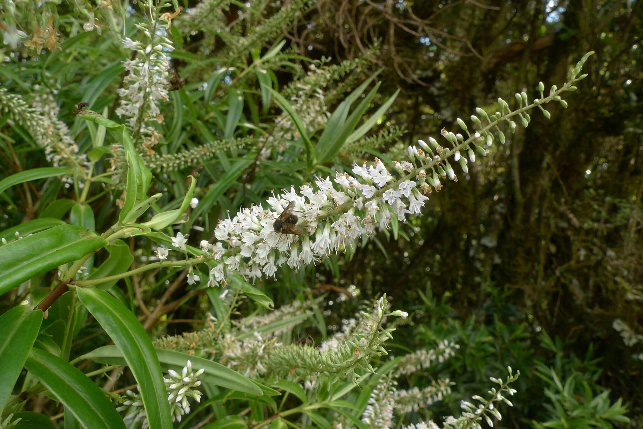 Image of Veronica corriganii (Carse) Garn.-Jones