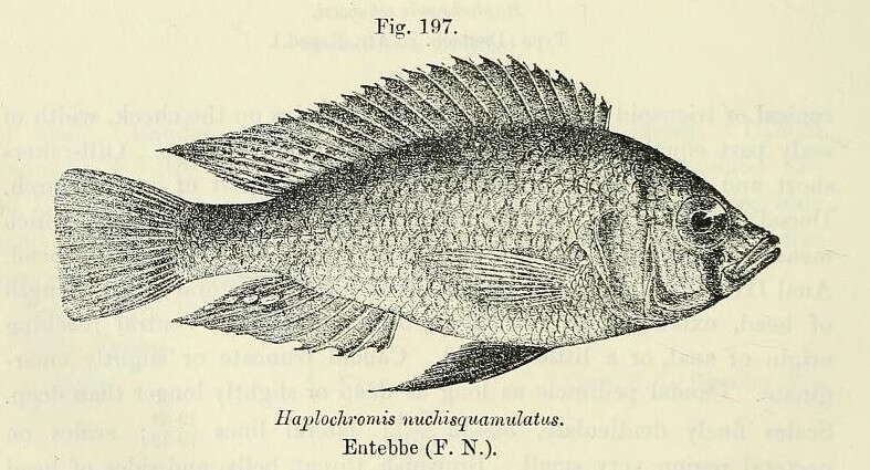 Image de Haplochromis