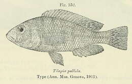 Image de Haplochromis