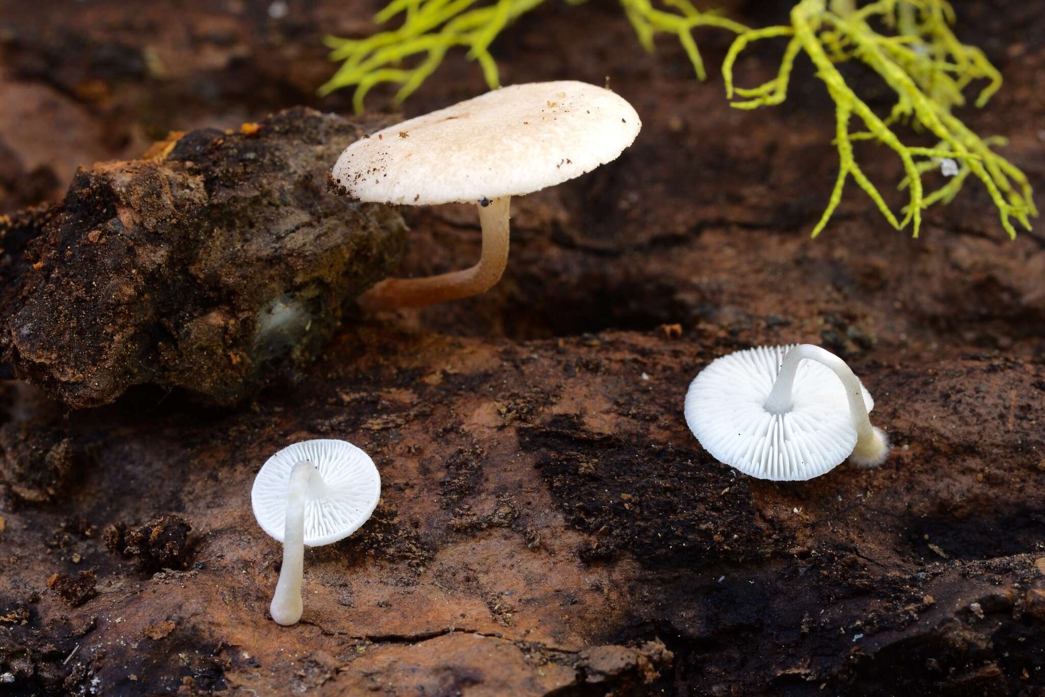 Plancia ëd Collybia bakerensis A. H. Sm. 1944