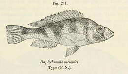 Image de Haplochromis