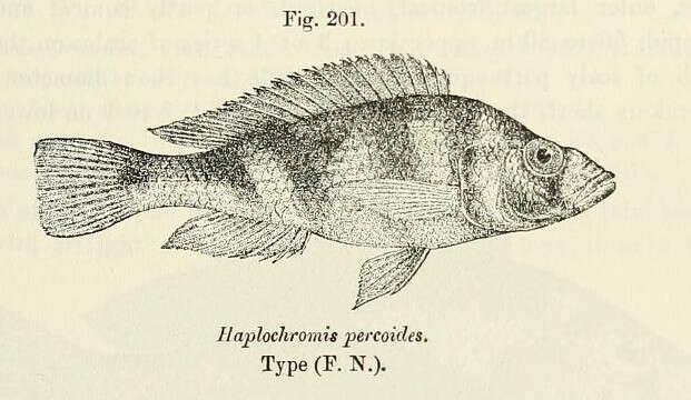 Image of Mouth-brooders