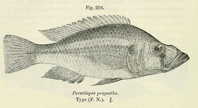 Image of Mouth-brooders