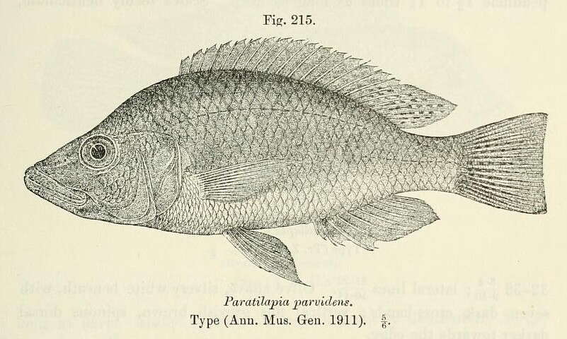 Image de Haplochromis