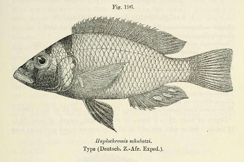 Image de Haplochromis