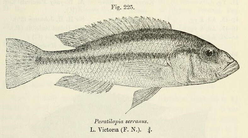 Image de Haplochromis