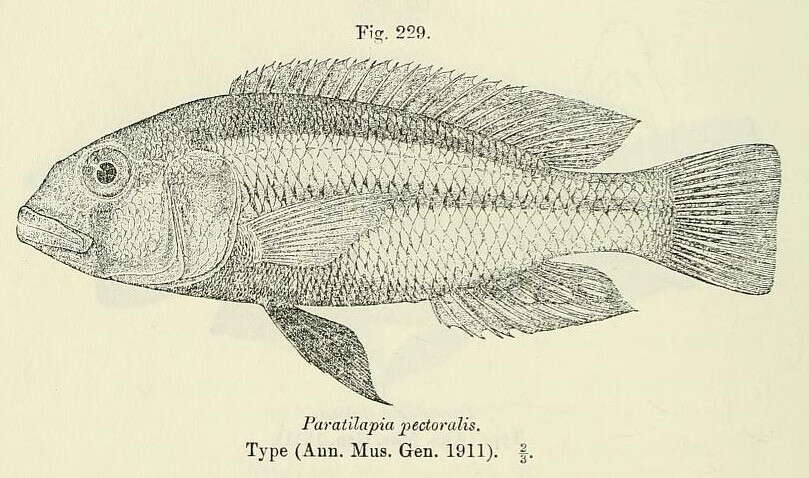 Image of Mouth-brooders