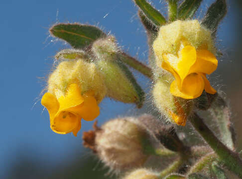 Слика од Hermannia althaeifolia L.