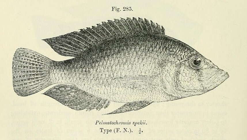 Image de Haplochromis