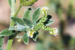 صورة Euploca procumbens (Mill.) Diane & Hilger