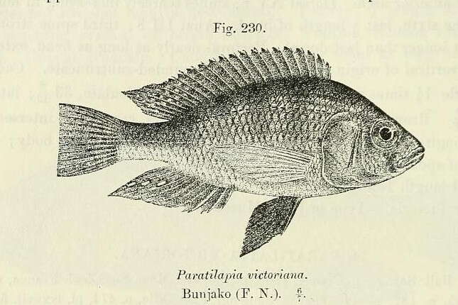 Image of Mouth-brooders