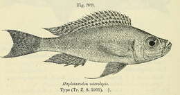 Слика од Haplotaxodon