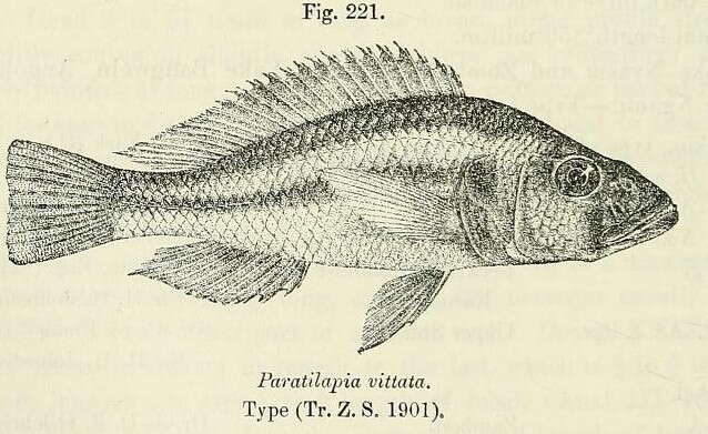 Image de Haplochromis