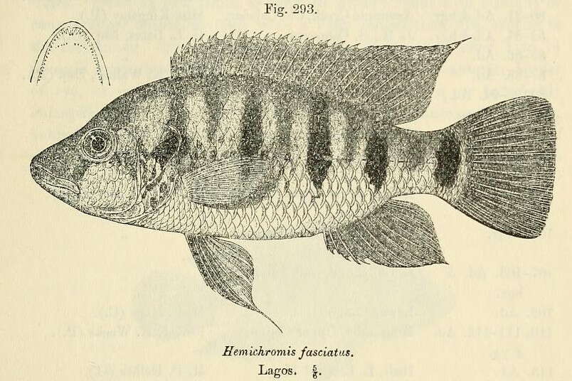 Image of Banded Jewelfish